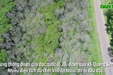 Những cánh rừng “chết” ở Đắk Nông