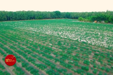 Chàng trai “quên” lấy vợ và ước mơ nồi thịt kho chiều 30 Tết cho người mẹ mù