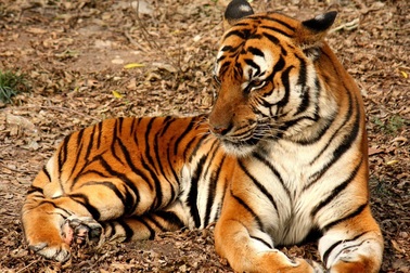 Thú vị nguồn gốc của hổ - loài vật mệnh danh "chúa tể sơn lâm"