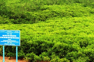 Phục hồi và phát triển rừng ngập mặn với kinh phí 2 triệu USD