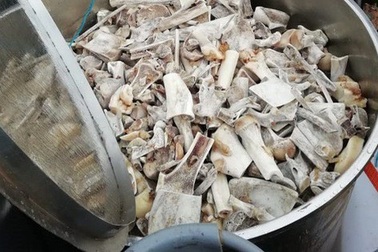 Nam Phi: 6 người Việt ra tòa vì cáo buộc nấu cao hổ, sư tử