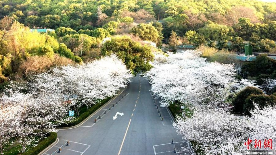 ĐH Vũ Hán quay cảnh hoa anh đào nở trong trường, thu hút 4 triệu lượt xem - 1 ĐH Vũ Hán quay cảnh hoa anh đào nở trong trường, thu hút 4 triệu lượt xem - 1