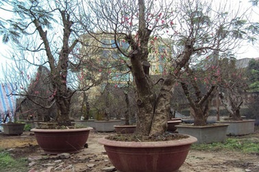 Đào “VIP” giá… sốc