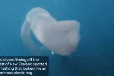 Phát hiện giun biển khổng lồ dài 8m dưới đại dương