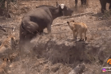 Thấy trâu bị nạn sư tử xông tới vồ, nhưng chùn bước vì điều này