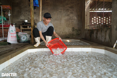 Nghề chế biến "vàng trắng" kiếm tiền triệu mỗi ngày