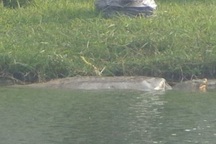 Cụ Rùa Hồ Gươm phơi nắng hơn 2 tiếng trong ngày đông