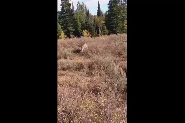 Rùng mình khoảnh khắc người đàn ông đối mặt báo sư tử khi đang đi dạo