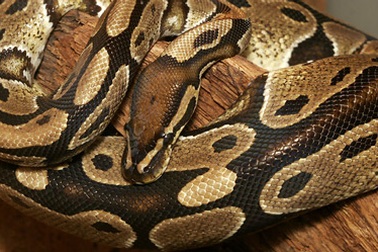 Con trăn dài 2 mét "ghé thăm" máy rút tiền (video)