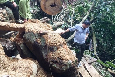 Rừng bị tàn phá nghiêm trọng, kiểm lâm “loay hoay” tìm thủ phạm