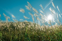 Đẹp "quên lối" mùa cỏ lau nở trắng ven sông Hồng