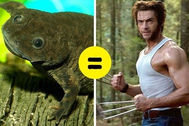 Những khả năng đặc biệt ở động vật mà con người phải thèm muốn