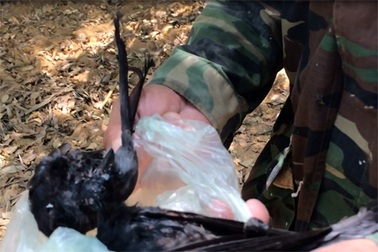 Công an vào cuộc ngăn chặn nạn săn chim trời tại Khu lưu niệm Nguyễn Du