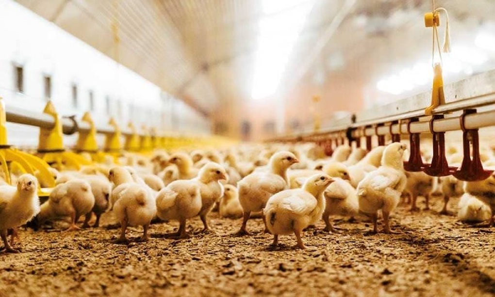 Loại thịt “lên ngôi” mùa lạnh nhờ giàu đạm ngang cá, giá rẻ hơn thịt bò - 3 Loại thịt “lên ngôi” mùa lạnh nhờ giàu đạm ngang cá, giá rẻ hơn thịt bò - 3