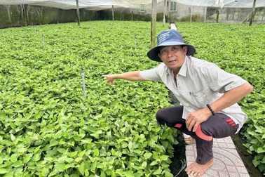 Lão nông ở Cần Thơ trồng gì trên 2.500m² đất mà thu nhập “ăn đứt” 2ha lúa?