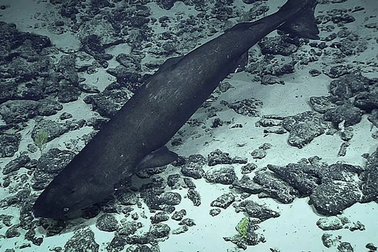 Những phát hiện mới về loài cá săn mồi bí ẩn dưới lòng đại dương