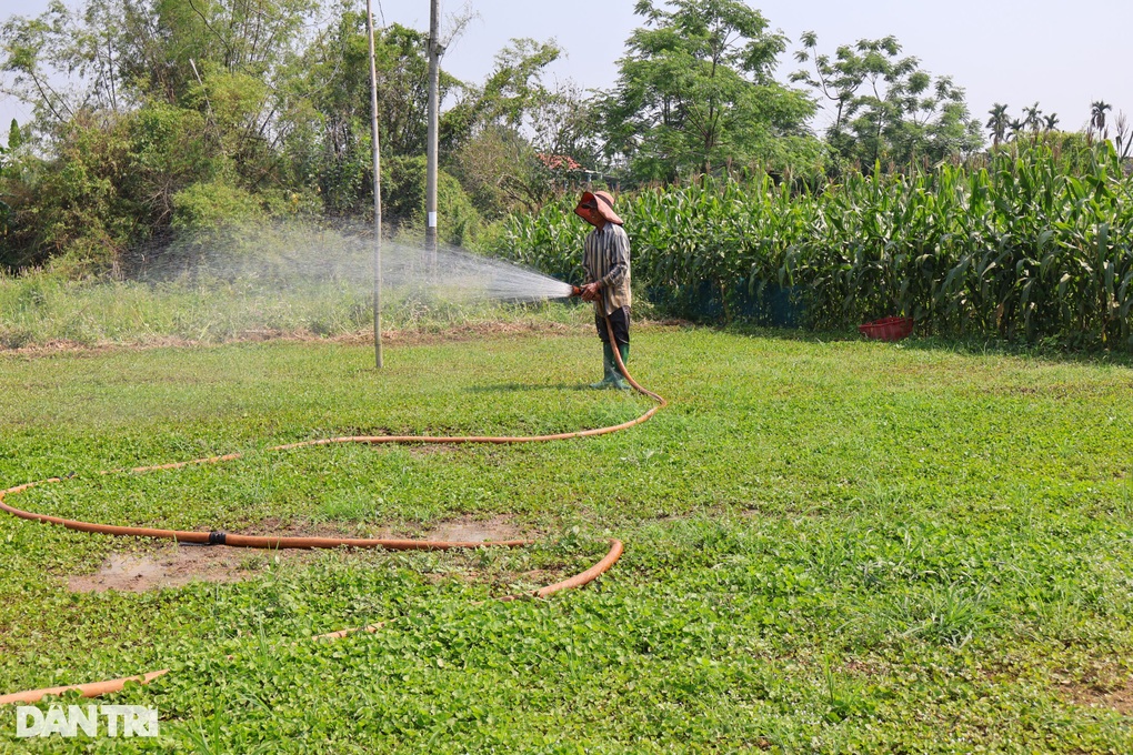 Trồng loại rau dại, lão nông thu 70 triệu đồng mỗi tháng - 2