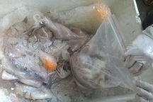 Cần Thơ: Thu giữ gần 6kg mực ống ướp hóa chất lạ