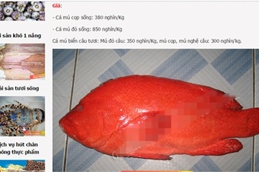 Nhà giàu Hà Thành tẩm bổ cá mú đỏ 1 triệu/kg