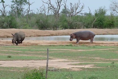 Gây sự với hà mã, tê giác đen chạy "bán sống bán chết"