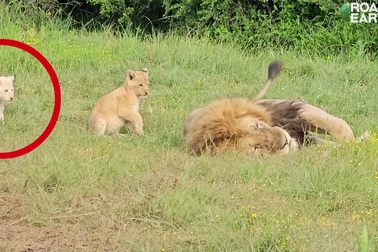 Những chú sư tử non tinh nghịch, phá vỡ giấc ngủ của cha