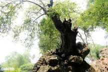 Chiêm ngưỡng cây thị nghìn tuổi ngự trên khối đá trăm triệu năm