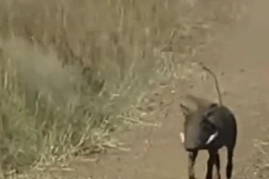 Sư tử mai phục, bắt chết lợn rừng