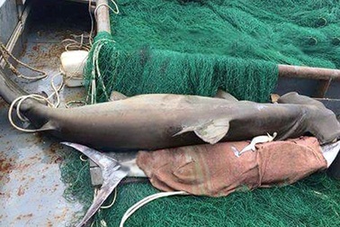 Tàu vỏ thép bắt được cá mập đầu búa nặng gần 3 tạ