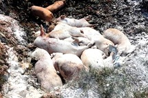 Lén lút chôn 138 con heo, chủ trại bị phạt kịch khung 8 triệu đồng