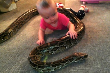 Nuôi trăn cảnh, thú vui tiềm ẩn nhiều rủi ro chết người