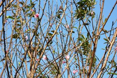 Đào bung nở trên đỉnh Cao Sơn