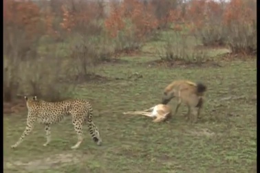 Linh cẩu cướp miếng mồi của báo săn và cái kết