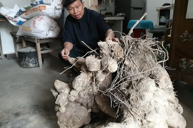 3 người đào 1 củ khoai “khủng” nặng 70 kg