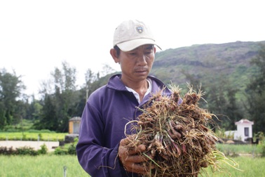 Người trồng hành Lý Sơn lo lắng vì sâu bệnh