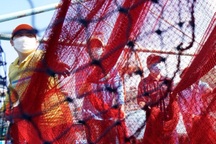 Bỏ Tết, ngư dân Bình Định vươn khơi săn "lộc biển"