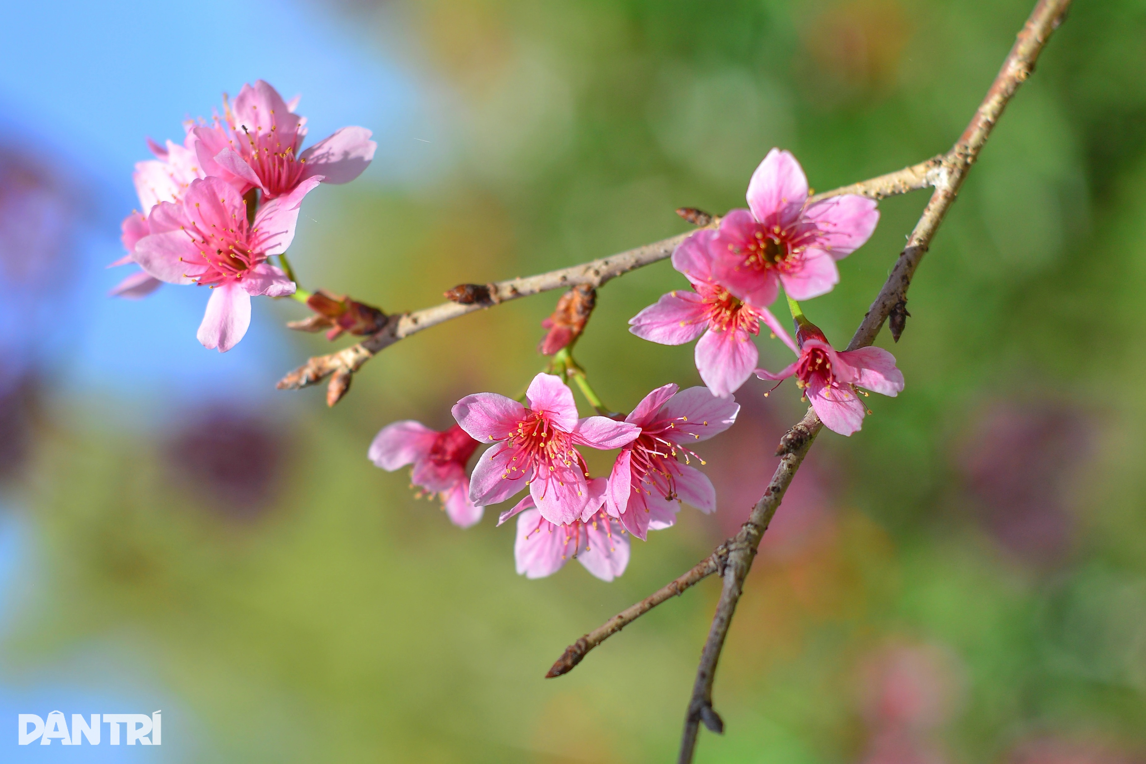 ភ្ញៀវទេសចរសម្រុកចូលព្រៃផ្ការីក Langbiang ដើម្បីឆែកឆេរនៅជិតតេត - ២ Du khách đổ về rừng mai anh đào Langbiang check-in dịp cận Tết - 2