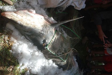 Bắt được cá mập trắng nặng 80kg trên bãi biển Quy Nhơn