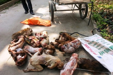 Bắt đối tượng vận chuyển 3 cá thể khỉ  bị thương đi tiêu thụ