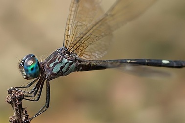 Chuồn chuồn cái giả chết để tránh bị con đực quấy nhiễu đòi giao phối