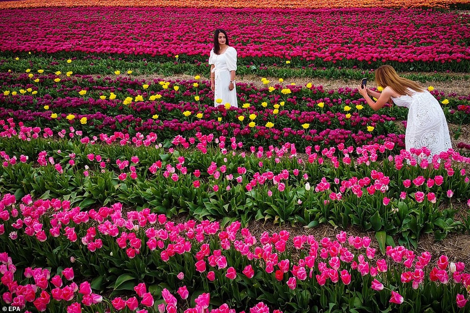 Mãn nhãn với cánh đồng hoa tulip rực rỡ sắc màu - 3 Mãn nhãn với cánh đồng hoa tulip rực rỡ sắc màu - 3