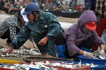Thanh Hoá: “Hốt bạc” mùa cá trích ở Sầm Sơn