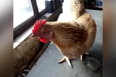 Con gà mái có sở thích kỳ lạ chỉ ăn đinh ốc sắt