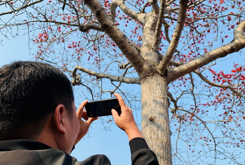 Ngắm cây hoa gạo cổ thụ trước sân đền hàng trăm năm tuổi - 10 Ngắm cây hoa gạo cổ thụ trước sân đền hàng trăm năm tuổi - 10