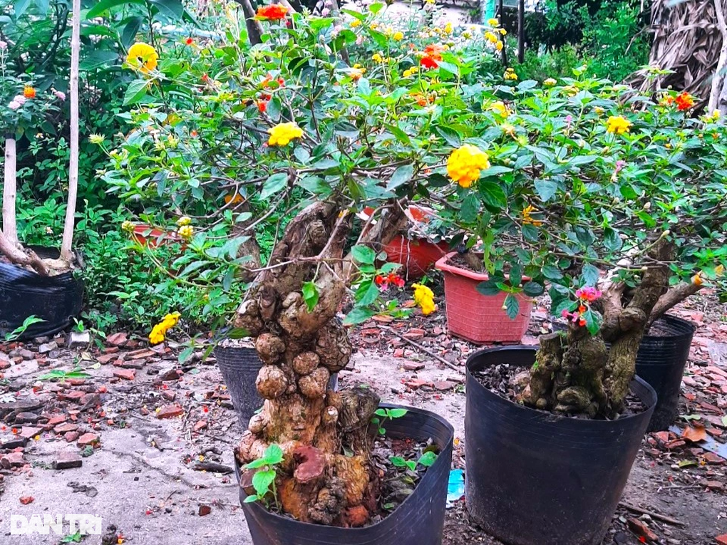 Người phụ nữ đơn thân biến cây dại thành hoa đẹp rực rỡ, kiếm tiền triệu - 4 Người phụ nữ đơn thân biến cây dại thành hoa đẹp rực rỡ, kiếm tiền triệu - 4
