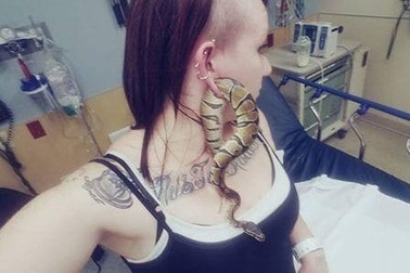 Chuyện hy hữu: Cả con rắn "mắc kẹt" trong lỗ xỏ khuyên tai