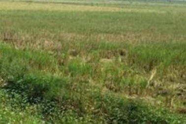 Ép nữ sinh ra cánh đồng vắng để hãm hại