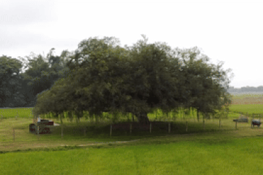 Chiêm ngưỡng cây sanh đại thụ hơn 500 tuổi mọc giữa cánh đồng lúa