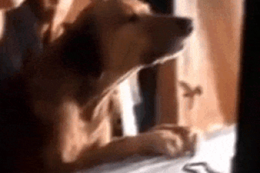 Clip: Chú chó trung thành không chịu rời linh cữu chủ