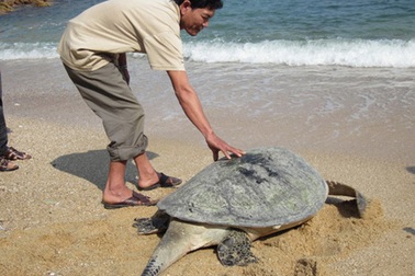 Bắt được con vích nặng trên 70kg