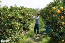 Chưa đến Tết, nhà vườn trồng quất cảnh đã kín đơn đặt hàng